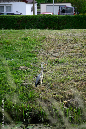 Common heron flying and standing at pond. Ardea cinerea, Gray heron standing at pond, Hamburg, Bergedorf.