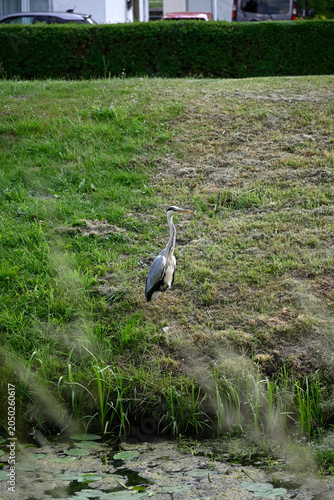 Common heron flying and standing at pond. Ardea cinerea, Gray heron standing at pond, Hamburg, Bergedorf.