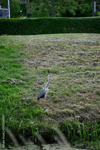 Common heron flying and standing at pond. Ardea cinerea, Gray heron standing at pond, Hamburg, Bergedorf.