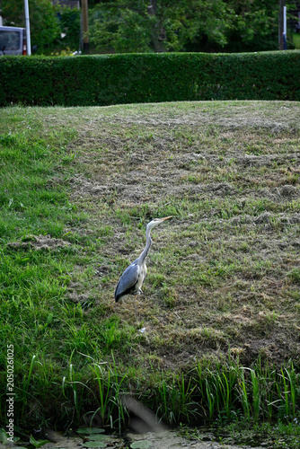 Common heron flying and standing at pond. Ardea cinerea, Gray heron standing at pond, Hamburg, Bergedorf.