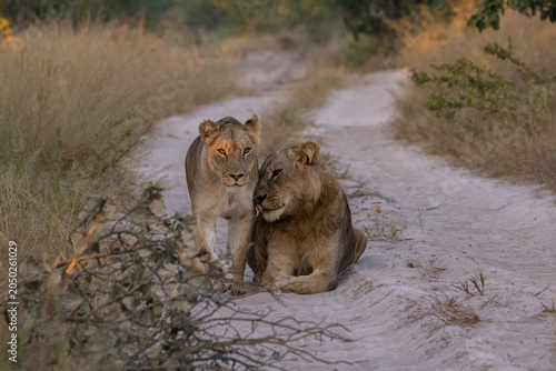 lions okavango delta in moremi close to khwai