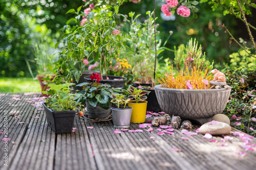 Potted summer flowers on wooden terrace floor in lush backyard
