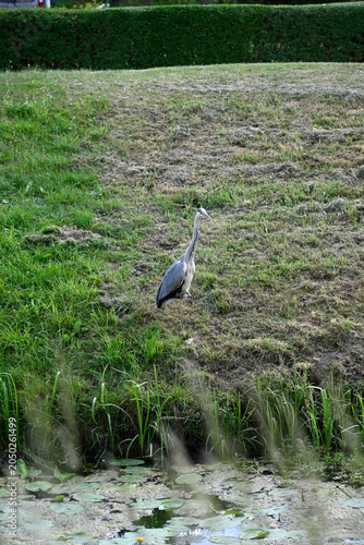 Common heron flying and standing at pond. Ardea cinerea, Gray heron standing at pond, Hamburg, Bergedorf.