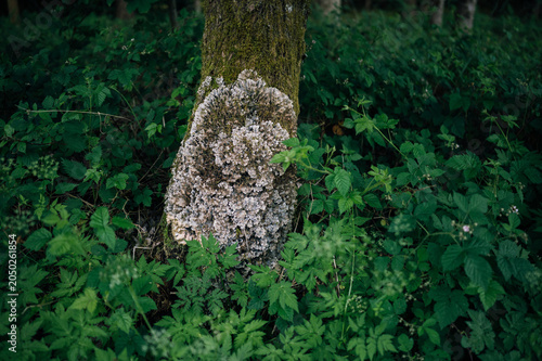 Old tree trunk covered with moss in dense green forest