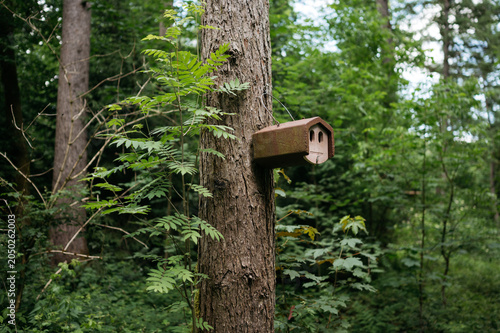 Wooden birdhouse mounted on tree trunk in peaceful forest