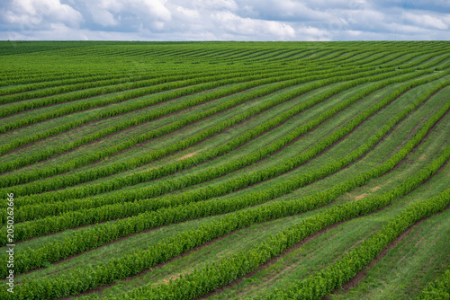 Fotografía vast, perfectly aligned rows of lush green currant shrubs rolling across a wide agricultural field under an expansive, cloudy sky