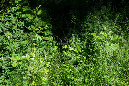 Dense green bushes and wild vegetation in shadow
