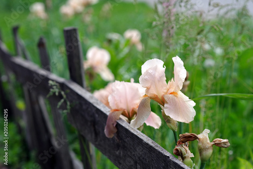 beige irises in the garden near the old fence