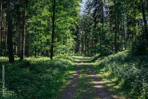 Dirt path leading through beautiful green summer forest