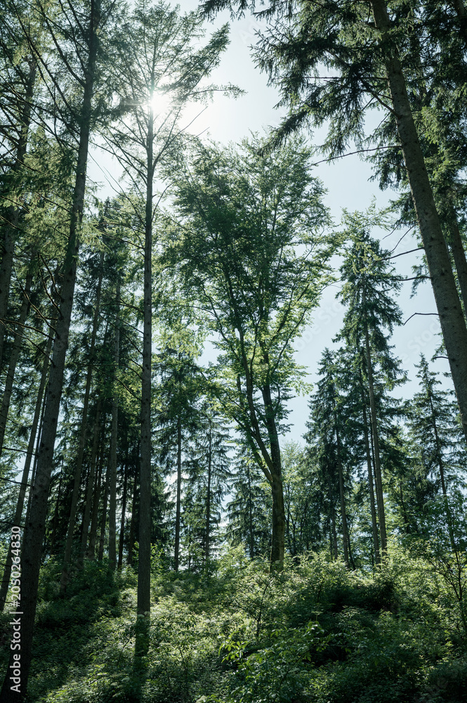 Fototapeta premium Looking up at tall tree canopy and blue sky in forest