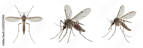 Tableau sur toile Mosquito Macro Set Isolated on White Background PNG, Flying Culex and Aedes Mosq