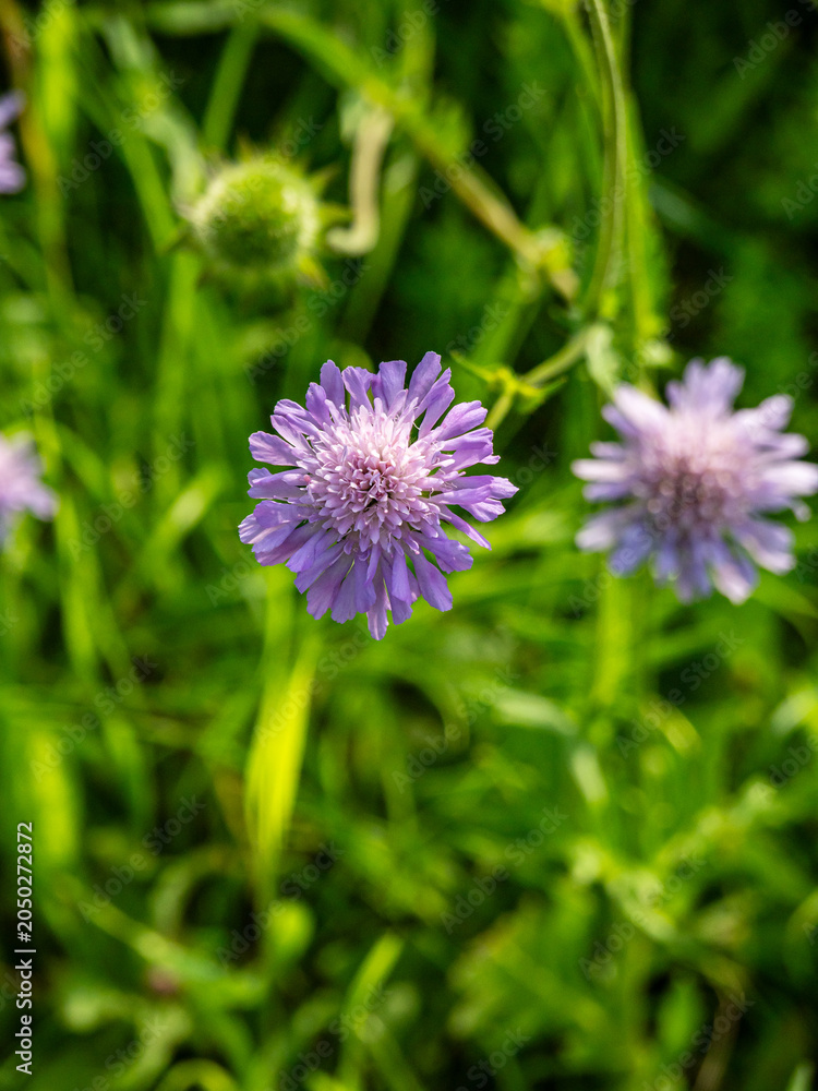 Fototapeta premium Wildflower 