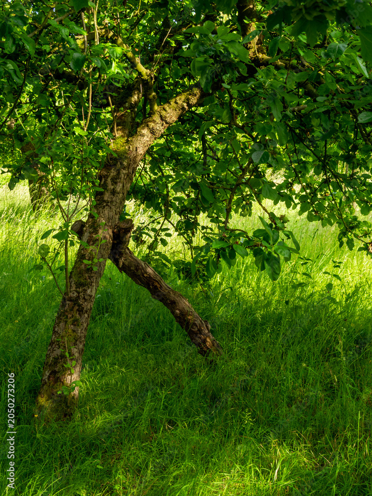 Fototapeta premium A tree in the park 