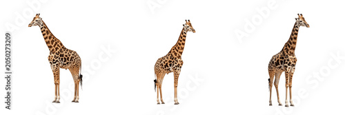 African Giraffe Tall Wild Animal Set Isolated PNG Clipart, Realistic Wildlife Safari Giraffes Collection, Savannah Nature Zoo Creature Elements, Educational Children Design Graphic Asset Transparent B