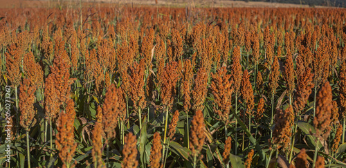 Golden Sorghum Field at Sunrise with Shallow Depth of Field and Warm Light, Ripe Agricultural Crop Landscape in Rural Countryside