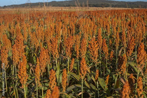Golden Sorghum Field at Sunrise with Shallow Depth of Field and Warm Light, Ripe Agricultural Crop Landscape in Rural Countryside