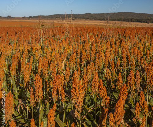 Golden Sorghum Field at Sunrise with Shallow Depth of Field and Warm Light, Ripe Agricultural Crop Landscape in Rural Countryside
