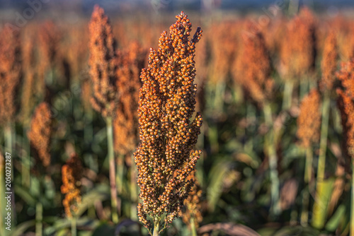 Golden Sorghum Field at Sunrise with Shallow Depth of Field and Warm Light, Ripe Agricultural Crop Landscape in Rural Countryside