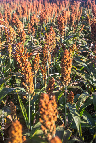 Golden Sorghum Field at Sunrise with Shallow Depth of Field and Warm Light, Ripe Agricultural Crop Landscape in Rural Countryside
