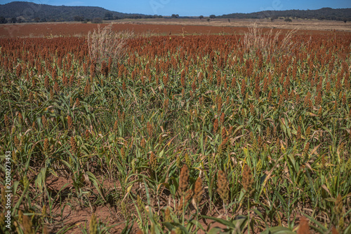 Golden Sorghum Field at Sunrise with Shallow Depth of Field and Warm Light, Ripe Agricultural Crop Landscape in Rural Countryside
