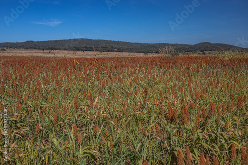 Golden Sorghum Field at Sunrise with Shallow Depth of Field and Warm Light, Ripe Agricultural Crop Landscape in Rural Countryside