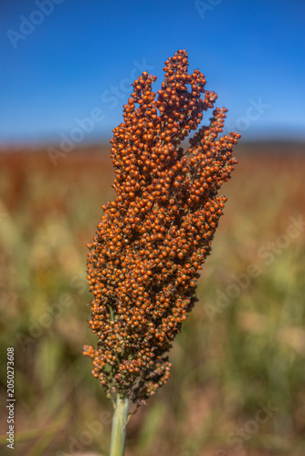 Golden Sorghum Field at Sunrise with Shallow Depth of Field and Warm Light, Ripe Agricultural Crop Landscape in Rural Countryside