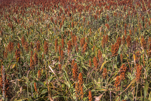 Golden Sorghum Field at Sunrise with Shallow Depth of Field and Warm Light, Ripe Agricultural Crop Landscape in Rural Countryside