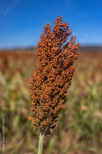 Golden Sorghum Field at Sunrise with Shallow Depth of Field and Warm Light, Ripe Agricultural Crop Landscape in Rural Countryside