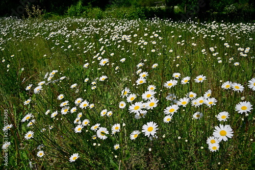 field of daisies