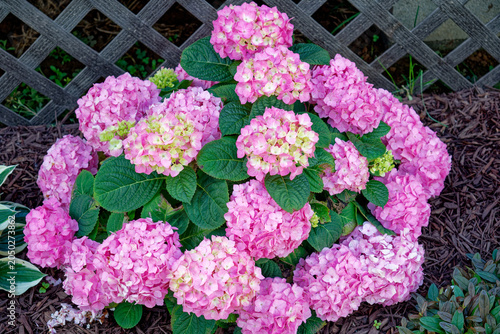 Pink hydrangea bush in full bloom