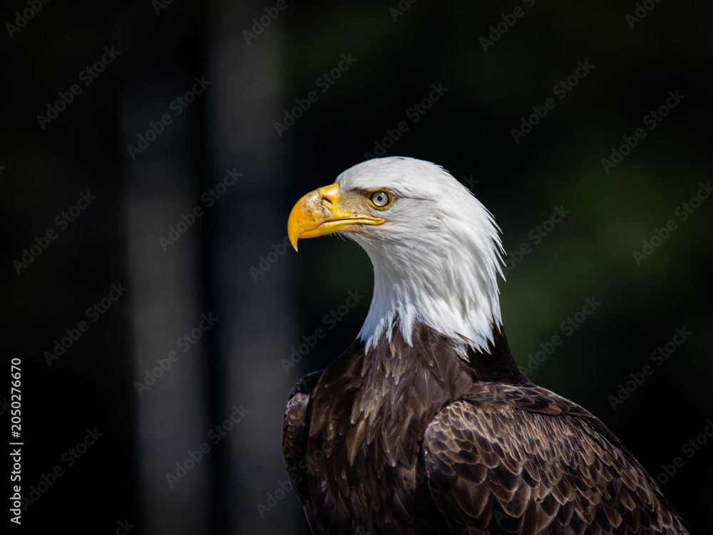 Fototapeta premium portrait of a bald eagle