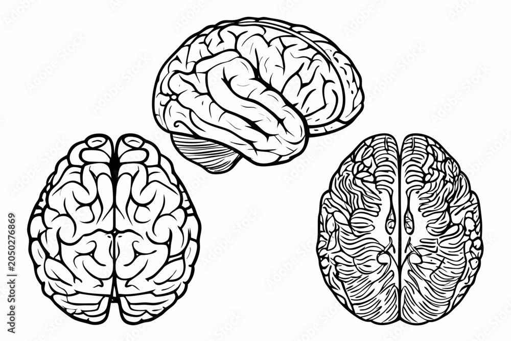 Fototapeta premium Anatomical Brain Sketches A Detailed Set Of Three Line Illustrations