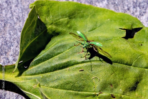 Green Weevil (Phyllobius pomaceus) on leaf - Marco photography, Bavaria, Germany - June 2026