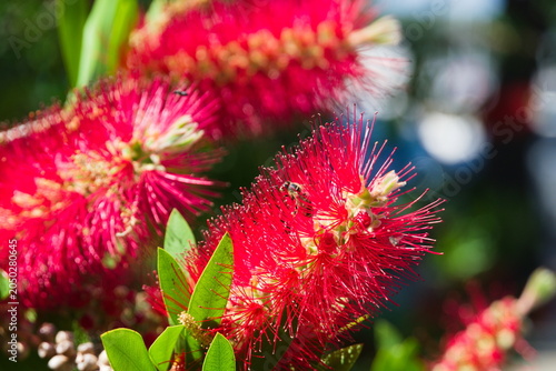 Red bottlebrush flower with bee in sunlight – macro close-up