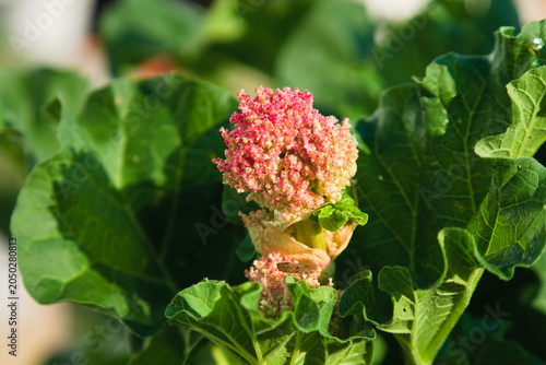 Rhubarb Flower Close Up with Blurred Leaves