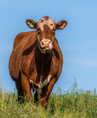 Cow, Hereford cross,  has tongue out,  Funny cow beef photo with tongue out with a blue sky background. A single cow clears her nostril with her tongue. 
