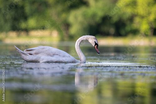 Fotografie Mute Swan Feeding on Calm Lake Water with Reflection in Austria
