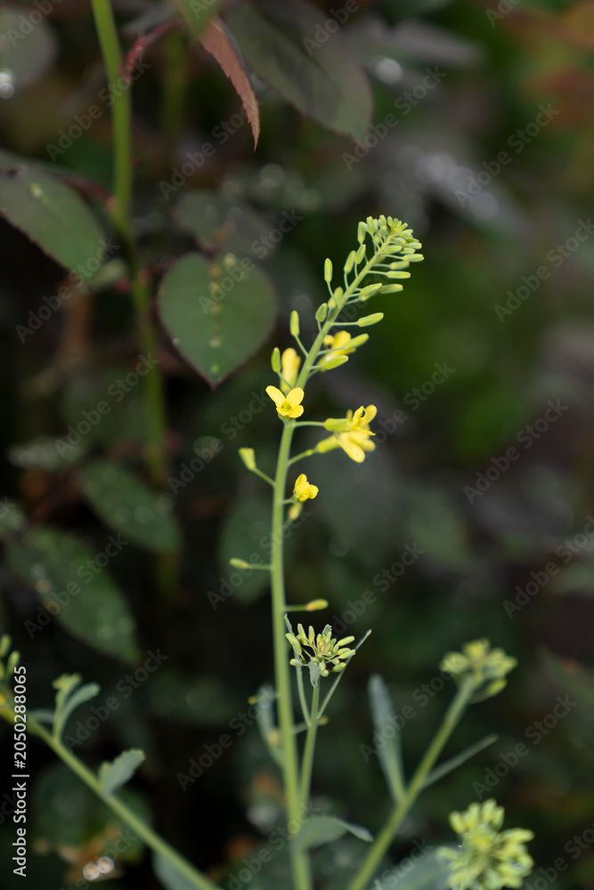 Obraz premium Flowering cabbage plant with yellow blossoms and buds in garden. Macro plant photography with blurred foliage background. Vegetable cultivation and seed production concept. Design for poster, banner.