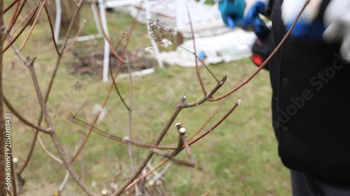 A gardener trims old branches with a special tool. A sod farmer trims branches with cordless pruning shears.
