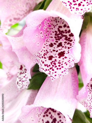 Macro View of Delicate Pink Foxglove Blossoms