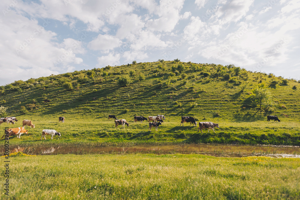 Fototapeta premium Cows grazing on green grass near a stream under a bright sky during the afternoon in the countryside