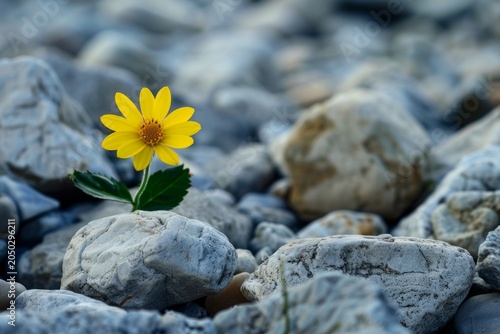 A lonely yellow flower blooms on a gray pebble, symbolizing hope and renewal