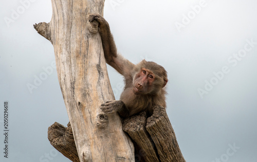 Photography Sacred Baboon (Papio hamadryas)