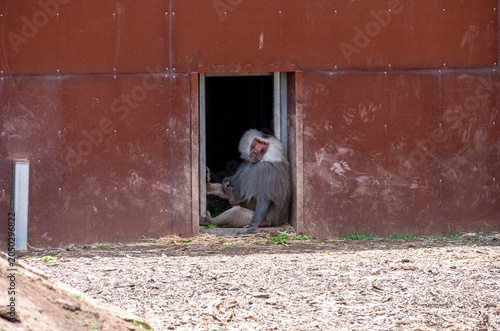 Photography Sacred Baboon (Papio hamadryas)