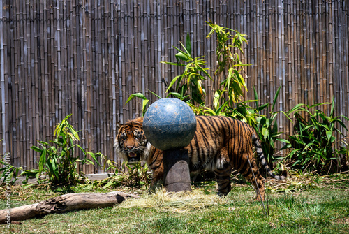 Foto Sumatran Tiger (Panthera tigris sumatrae)
