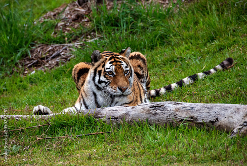 Photos Sumatran Tiger (Panthera tigris sumatrae)