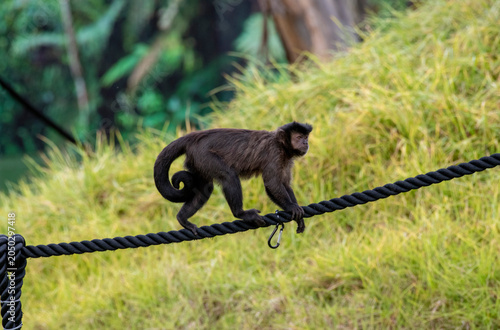 Tufted Capuchin (Cebus apella)