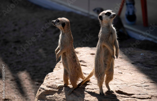 Bilde på lerret Two Meerkats (Suricata suricatta)