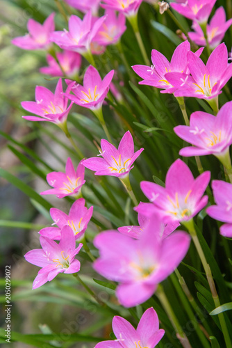 Vibrant pink Zephyranthes rosea flowers with yellow stamens in a natural outdoor setting