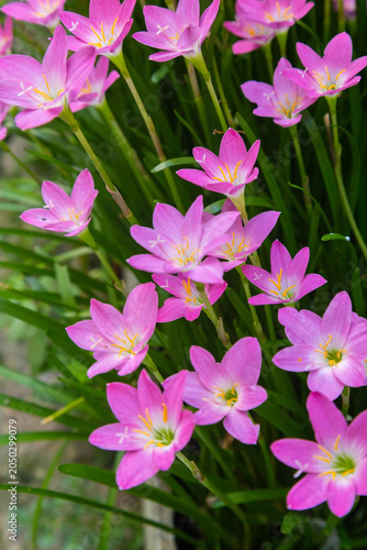 Vibrant pink Zephyranthes rosea flowers with yellow stamens in a natural outdoor setting
